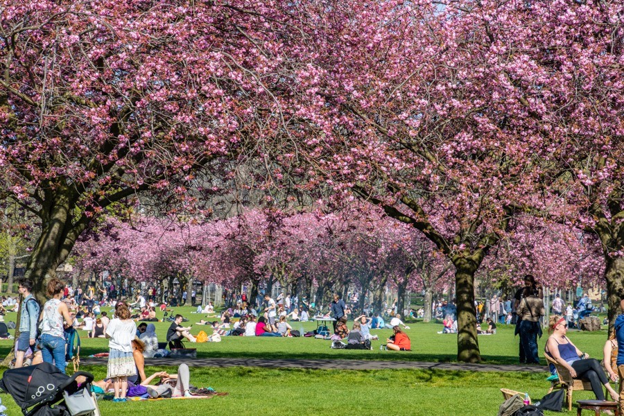 cherry blossom in The Meadows
