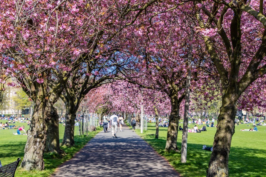 cherry blossom in The Meadows